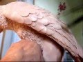 Detailing Feathers