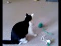 ボール猫動画