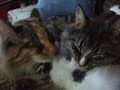 pouponnage chats part 1 pouponnage chats part 1