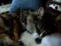 pouponnage chats part 1