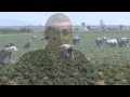 What Food Safety Measures Does This Family Farmer Take? 