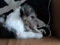 Cute Puppy Charlie