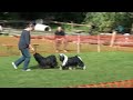 Dogdance Murten Corinne