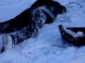 Fuddi on a Sledge