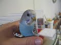 parakeet malformation