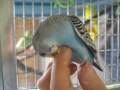 parakeet malformation