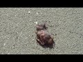 Dead Baby Bird Eaten by Small Ants Dead Baby Bird Eaten by Small Ants