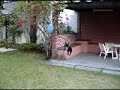 French Bulldog and the Balloon - Funny French Bulldog and the Balloon - Funny