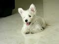 Westie Puppy Week 12.1 ball 4