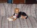 Beagle video