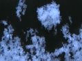 snow flakes