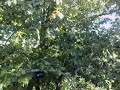 Xstrata Treetop walkway, Kew