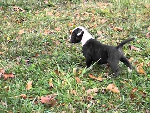 puppy # 9 Male at 5weeks old