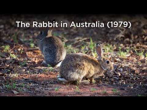 how to control rabbits