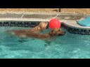 Goldens on the Eastern Shore