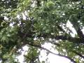 videos de (#341 L&M-YAP) DESCENDING ORANGE ORB