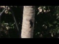Pájaro carpintero de Puerto Rico
