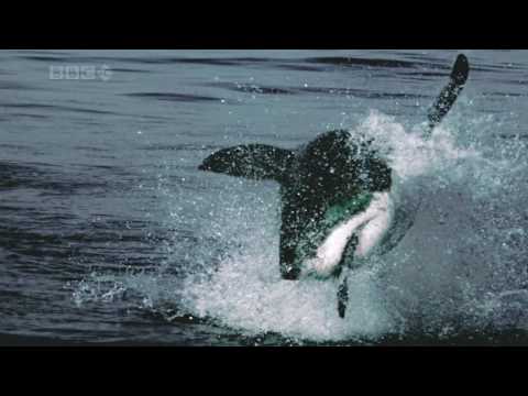 requin blanc