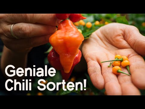Chili-Guide: Von mild bis sehr scharf – meine 3 Top S ...