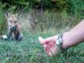 Doglistener Pat Wright with a fox named Rev