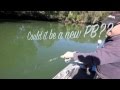 Big 80.5cm Dusky Flathead