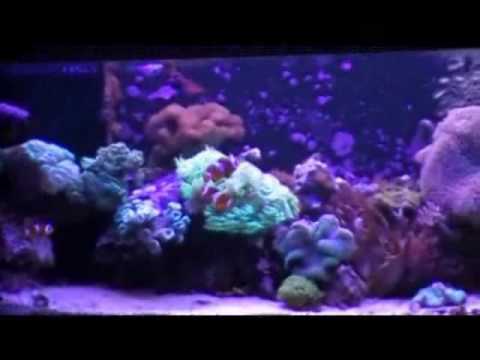 how to transplant zoanthids