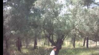 قرية ام الزينات المهجرة