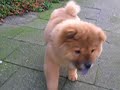 Chow Chow Puppy