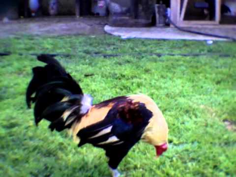 Gallos+Hatch+Gavilan+Ala+Venta gallo hatch Videos | Videos relacionados con origen gallo hatch