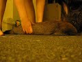 Baby Sammie: Bunny Massage