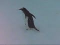Gentoo Penguins