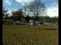 e3 dressage e3 dressage
