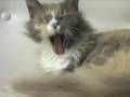 Cat Yawning
