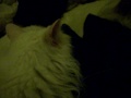 My cat Patch