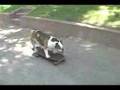DARLA The World Famous SKATEBOARDING BULLDOG