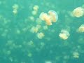 des milliers de meduses ahhh les brulures ke sa doi fere