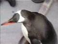 Lucky Penguin - Antartica