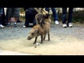 みわとウリ坊 in 福知山市動物園 - Rodeo Monkey