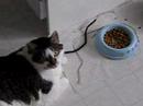 Thimble's bowl of strings... Icon