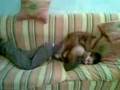 videos de Wendy.3gp cocker espaniel