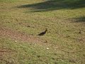 Pica-Pau em Ashkelon Pica-Pau em Ashkelon