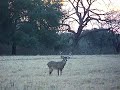 sabinal deer in field