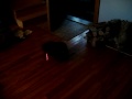 The Funny/Dumb cat