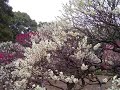 A plum of Domyoji, Osaka?/???????? A plum of Domyoji, Osaka?/????????