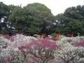 A plum of Domyoji, Osaka /大阪・道明寺の梅