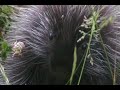 Baby porcupine Baby porcupine