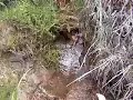 Divide Creek Seep 2004 - Spring with bacteria and biofilm