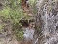 videos de Divide Creek Seep 2004 - Spring with bacteria and biofilm