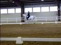 Andalusian Dressage at The Virginia Horse Center
