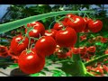 Imagine, never having to buy another pH or PPM meter again! With Advanced Nutrients pH-PPM Perfect ™ Technology this is becoming true! Watch this video and discover how! Click on the above link and read all about it! Hydroponics will never be the same again!